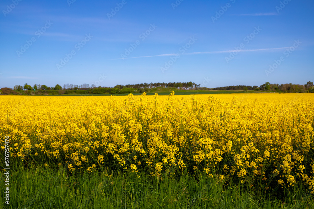 Panorama picture of a yellow rapeseed field with blue sky