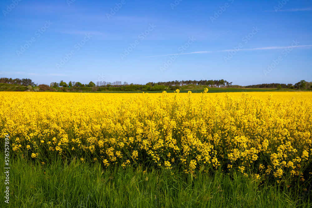 Obraz premium Panorama picture of a yellow rapeseed field with blue sky