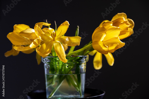yellow tulips in vase