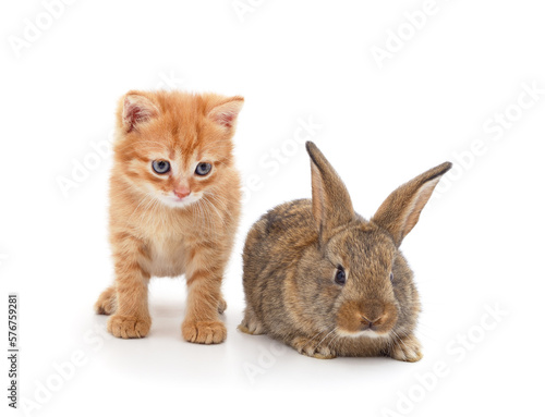 Little cat and rabbit.