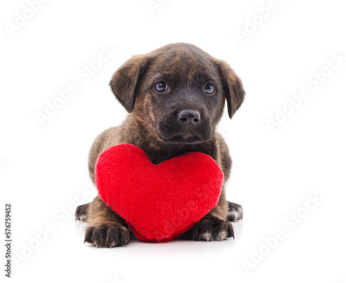 One little dog with a red heart.