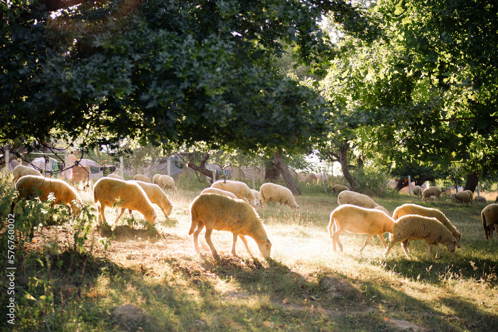 Fototapeta premium Landscape with sheep