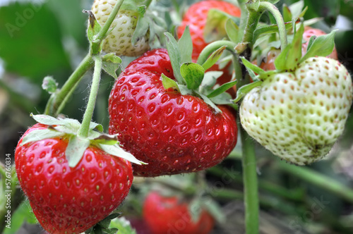 close-up of ripening strawberry in the garden