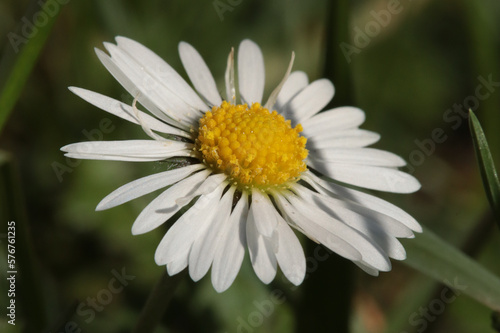 P  querette  Bellis perennis 