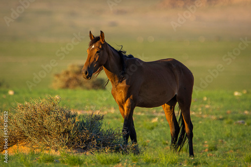 Wild Horses close to Aus in Namib desert, Namibia. © Lukas