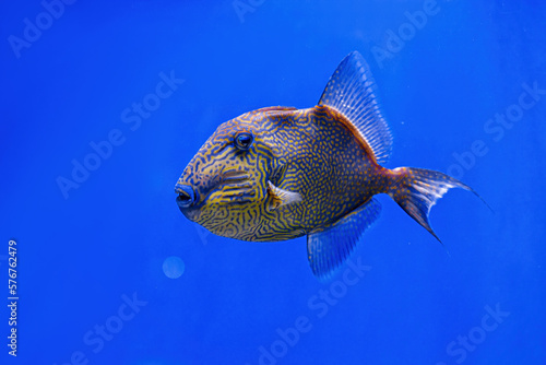 Underwater shot of Pseudobalistes fuscus fish photo