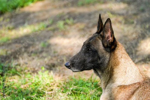 image of Belgian shepherd dog