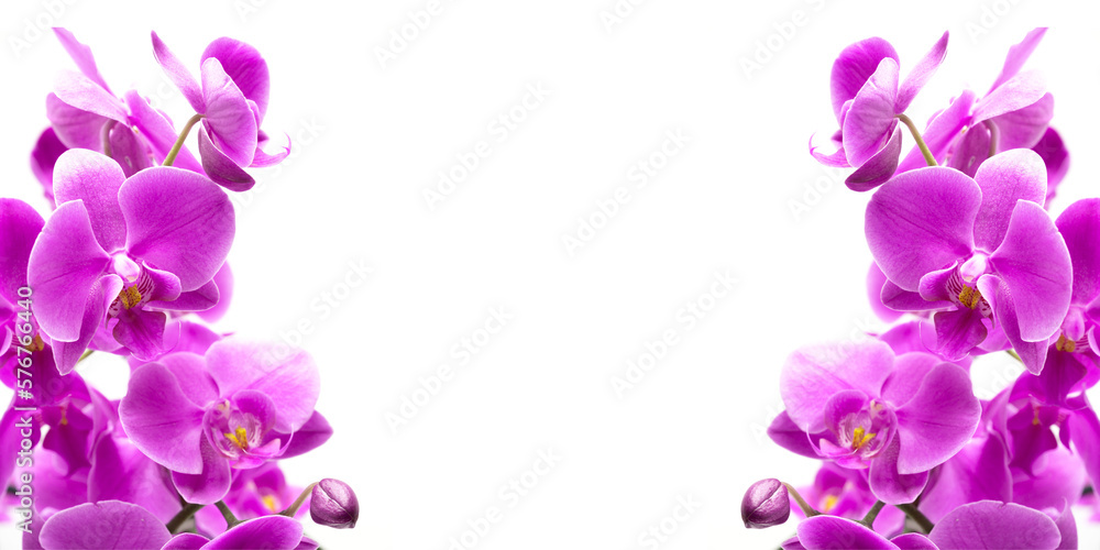 Purple orchid flower. Branch of beautiful pink phalaenopsis orchid isolated on white background