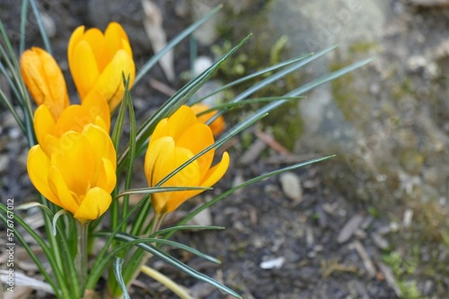 Yellow saffron flower in the garden