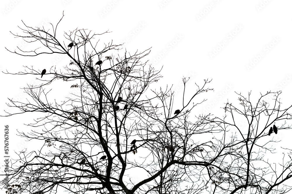 Fototapeta premium Aves posadas sobre árbol sin hojas en invierno - birds on a leafless tree in winter