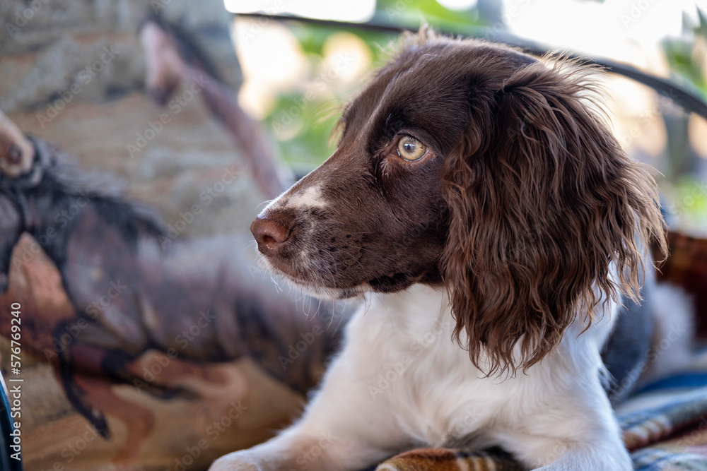 english springer spaniel