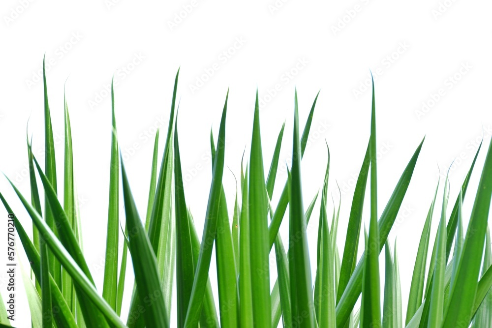 Fototapeta premium In selective focus tropical plant leaves with sunlight on white isolated background