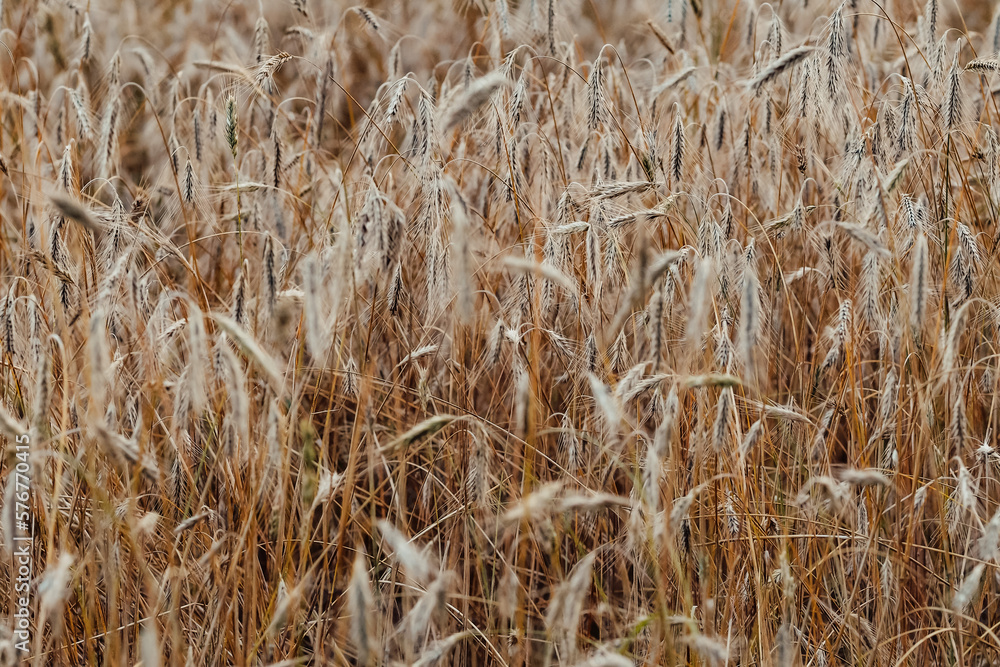 Fototapeta premium Latvian nature views and landscapes, rye field