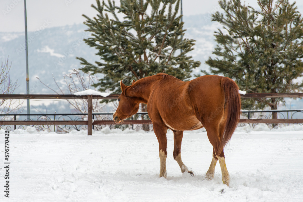 Obraz premium horse in winter