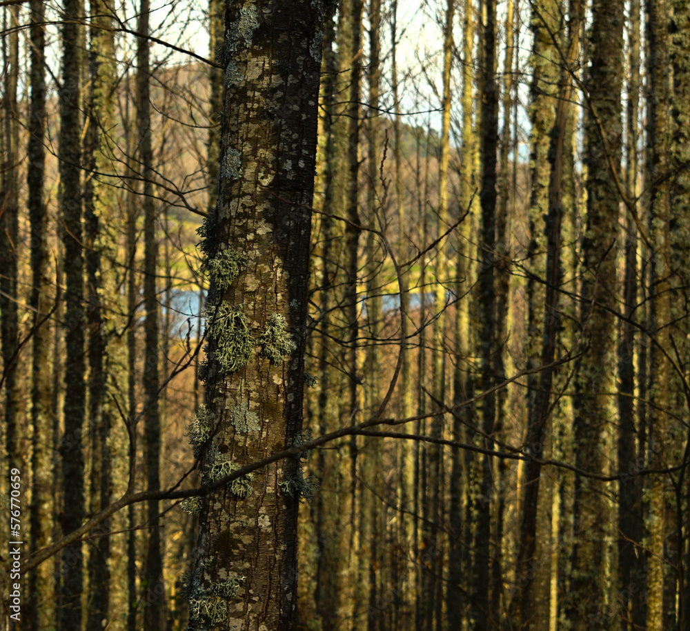Enfoque a los troncos rectos de un bosque de castaños llenos de liquen, de fondo un lago azul, montes y cielo. dia soleado Enfoque a los troncos rectos de un bosque de castaños llenos de liquen, de fondo un lago azul, montes y cielo. dia soleado