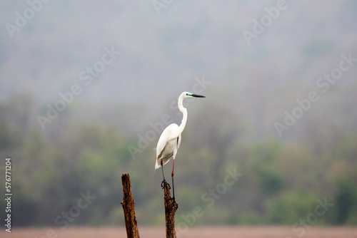 Little egret  Egretta garzetta  in Thailand