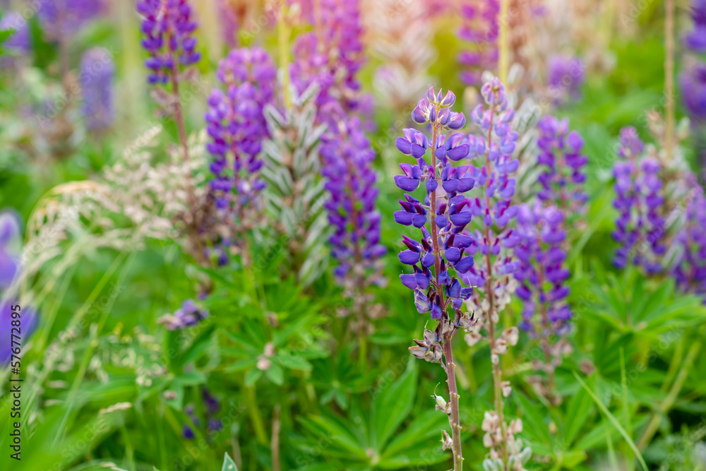 lupine flowers on meadow at sunset on a warm summer day Summer flowers. Summertime Space for text High quality photo lupine flowers on meadow at sunset on a warm summer day Summer flowers. Summertime Space for text High quality photo