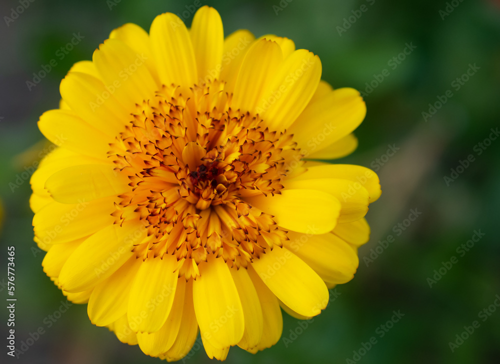 Yellow Calendula flower blooming in garden. Yellow Calendula flower blooming in garden.