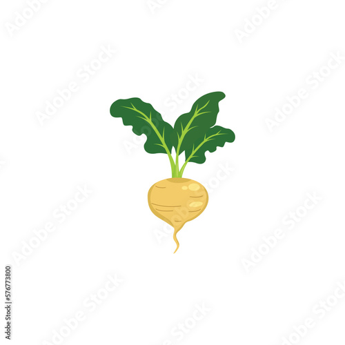 Turnip or white turnip. Ripe turnip with green leaves. Vector illustration isolated on white background. For template label, packing, web, menu, logo, textile, icon