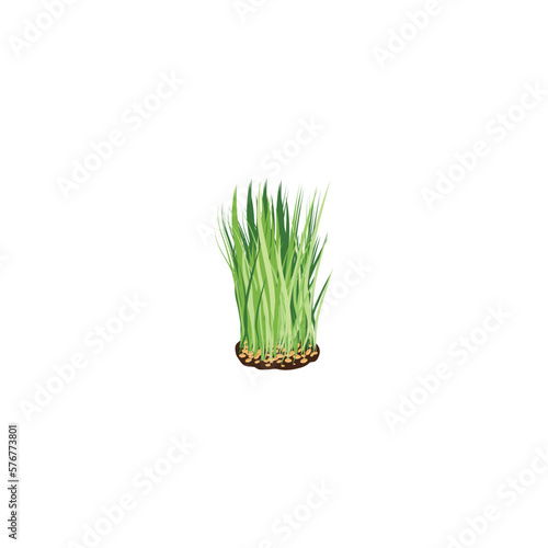 Wheatgrass. Wheatgrass cute stock. Nutritious homegrown wheatgrass. Superfood vegetable barley grass plants. Vector illustration isolated on white background. For template label, packing, web, icon