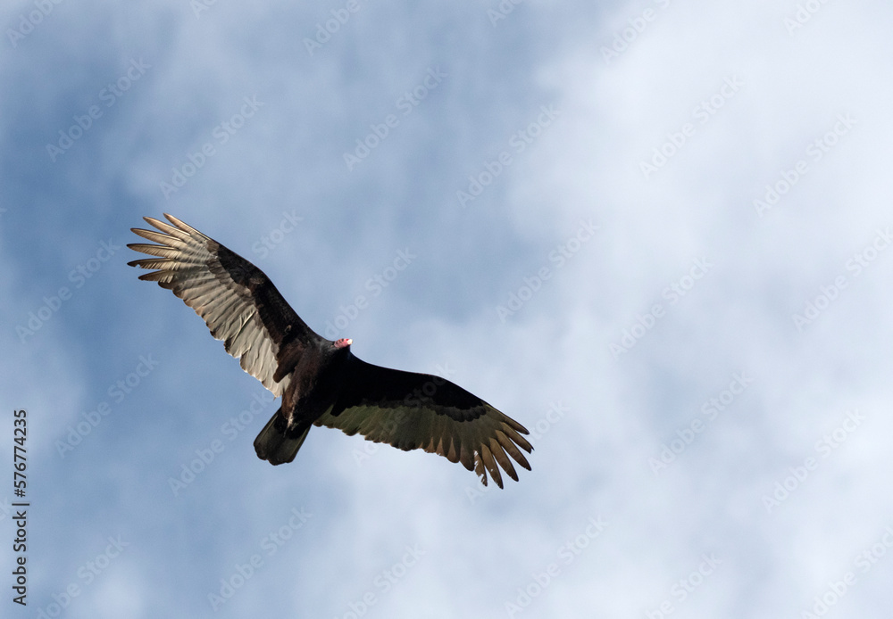 Obraz premium Turkey Vulture Soaring Against Partly Cloudy Skies