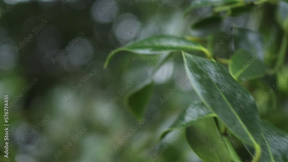 Closep up view of vibrant green leaves Closep up view of vibrant green leaves