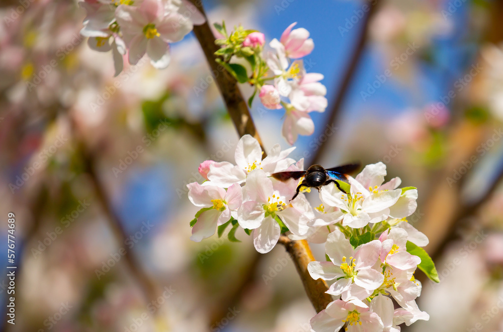 Fototapeta premium White flowers bloom in the trees. Spring landscape with blooming sakura tree. Beautiful blooming garden on a sunny day. Copy space for text.
