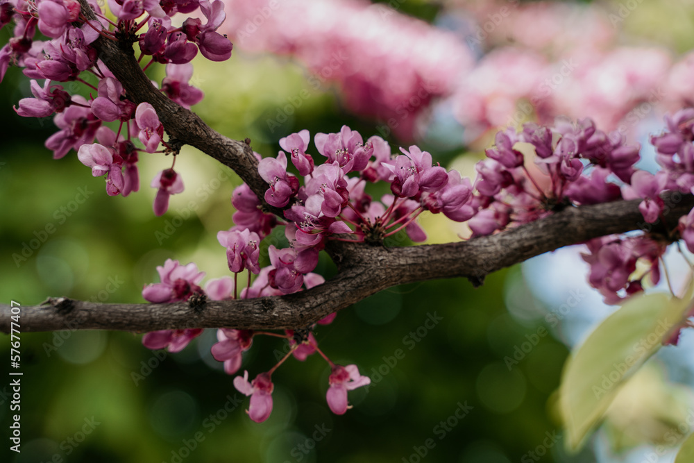 branch with flowers of Eastern redbud, Canadian chercis, judas tree in spring branch with flowers of Eastern redbud, Canadian chercis, judas tree in spring