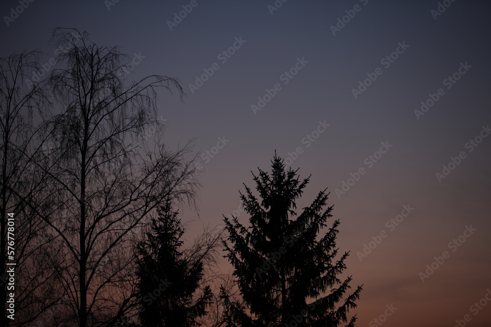 Sunrise landscape, trees in dark color, sky pink and purple hues Sunrise landscape, trees in dark color, sky pink and purple hues