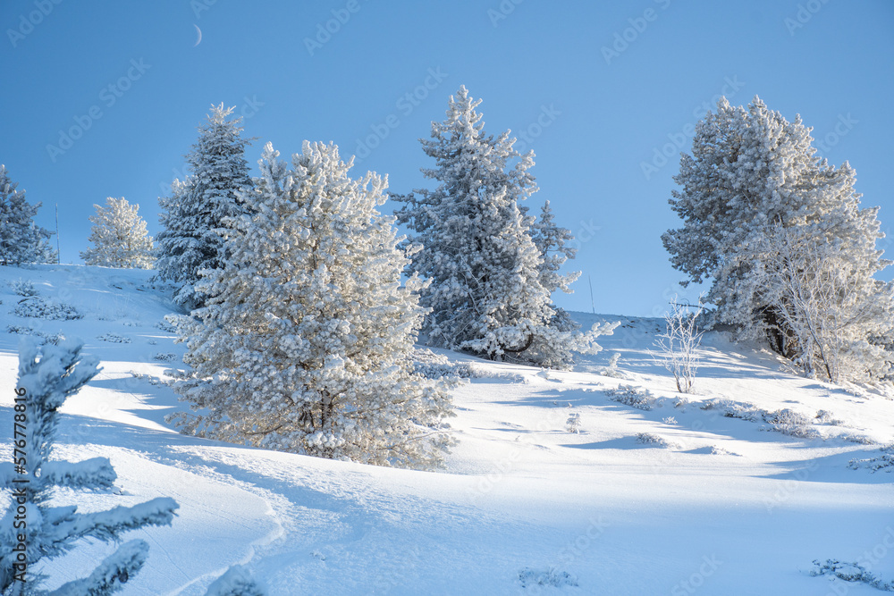 Winter fir and pine forest covered with snow after heavy snowfall on a sunny frosty day in the mountains. Clear blue sky. No people Winter fir and pine forest covered with snow after heavy snowfall on a sunny frosty day in the mountains. Clear blue sky. No people
