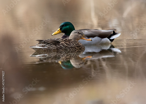 Photo male and female mallard duck on pond