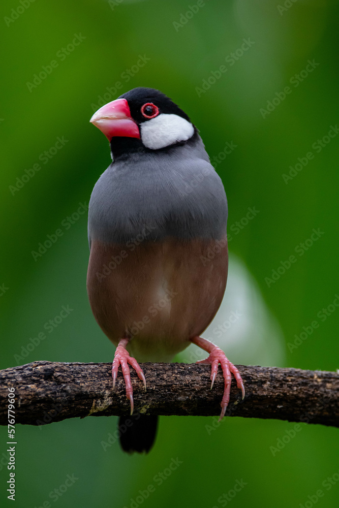 The Java sparrow (Padda oryzivora), also known as Java finch, Java rice sparrow or Java rice bird The Java sparrow (Padda oryzivora), also known as Java finch, Java rice sparrow or Java rice bird