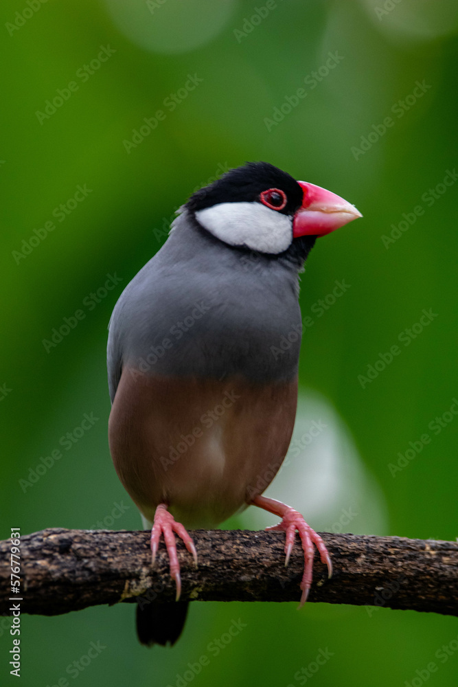 The Java sparrow (Padda oryzivora), also known as Java finch, Java rice sparrow or Java rice bird The Java sparrow (Padda oryzivora), also known as Java finch, Java rice sparrow or Java rice bird