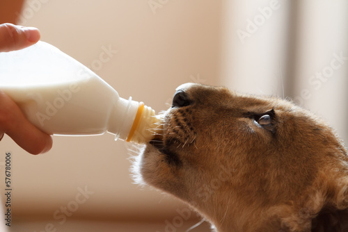 Lion cub drinks milk. Portrait of cute wild animal drinking from a bottle. photo