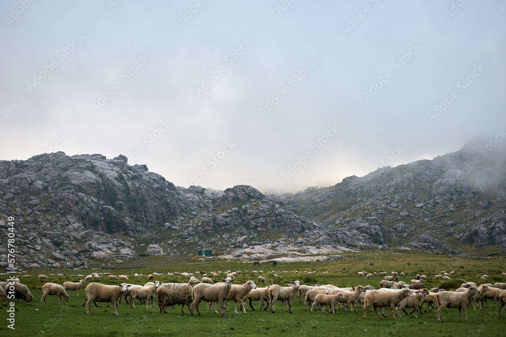 Fototapeta premium Sheep grazing in the mountains of Andorra, Pyrenees