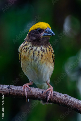 The streaked weaver (Ploceus manyar) is a species of weaver bird