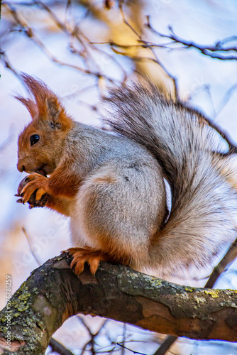 Cute squirrel eats a nut on a tree branch in a park against the sky  