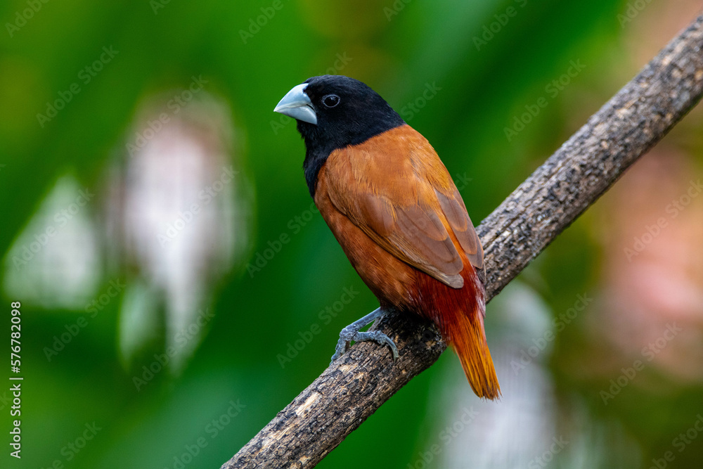 Fototapeta premium The chestnut munia or black-headed munia (Lonchura atricapilla)