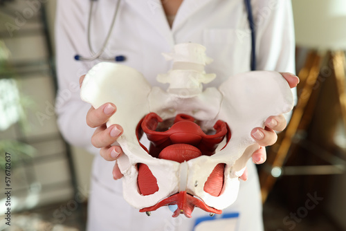 Doctor gynecologist holding of female pelvis with muscles model