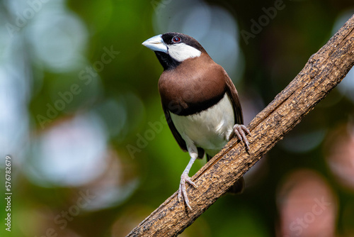 The Timor sparrow (Padda fuscata), also known as Timor dusky sparrow photo