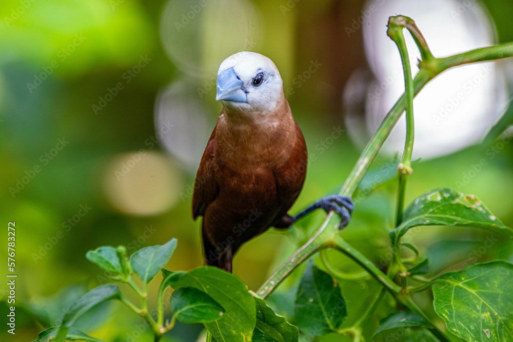 The white-headed munia (Lonchura maja) The white-headed munia (Lonchura maja)