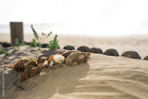 Tranquil Sunset on the Beach: Conch Shells and Wood with Ample Copy-Space