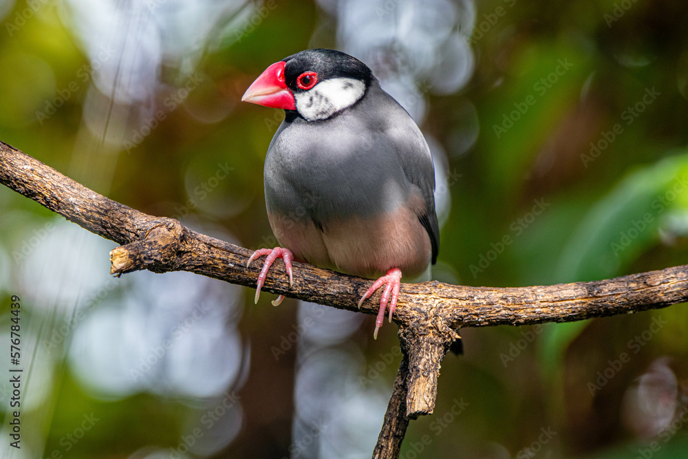 Fototapeta premium The Java sparrow (Padda oryzivora), also known as Java finch, Java rice sparrow or Java rice bird