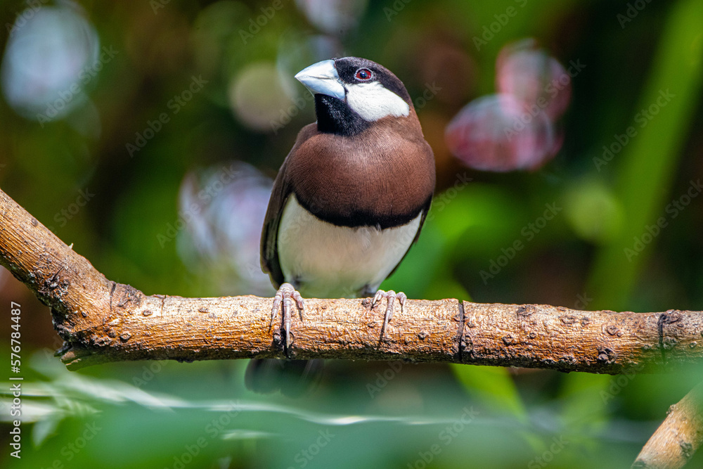 Obraz premium The Timor sparrow (Padda fuscata), also known as Timor dusky sparrow