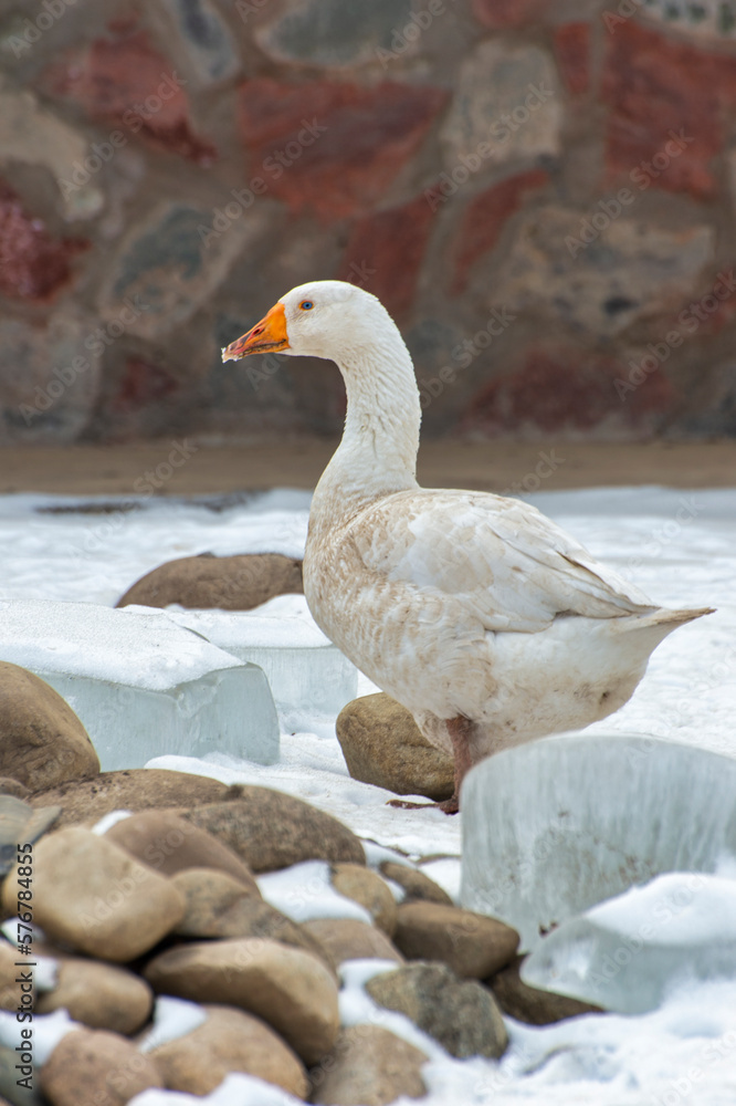 goose in the snow