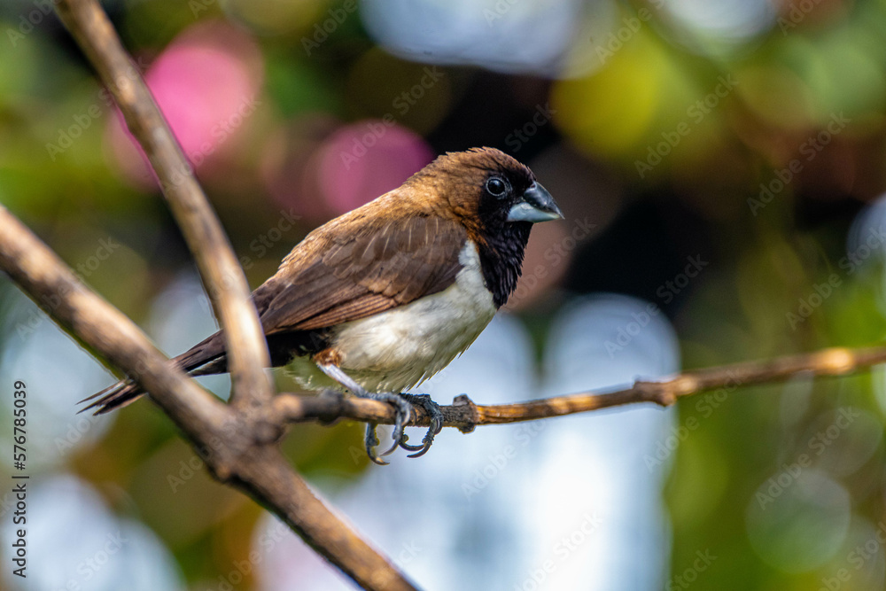 Obraz premium The Javan munia (Lonchura leucogastroides) is a species of estrildid finch native to southern Sumatra, Java, Bali and Lombok islands in Indonesia