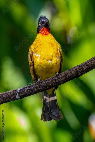 Black-capped Bulbul ( Pycnonotus melanicterus) photo