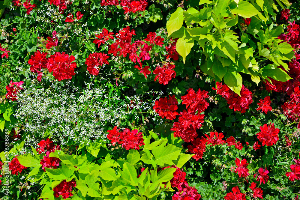 czerwone pelargonie (Pelargonium × hortorum) i Wilec ziemniaczany (Ipomoea batatas) i Wilczomlecz Diamond Frost (Euphorbia )