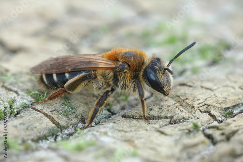 Closeup on a female of the small Short-fringed mining bee, Andrena dorsata sitting on a piece of wood © Henk