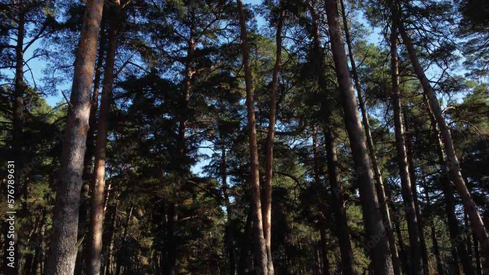 Walking through the pinewood forest in spring time. Move camera of sun through tall trunk pine trees in green forest in nature. Fresh air, adventure, outdoors concept Walking through the pinewood forest in spring time. Move camera of sun through tall trunk pine trees in green forest in nature. Fresh air, adventure, outdoors concept